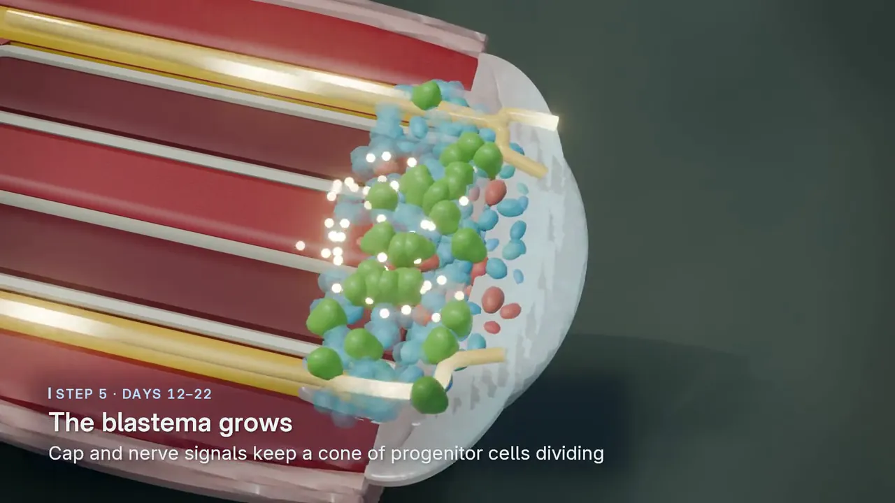A cut-away of the regenerating limb with a cone of progenitor cells at its tip