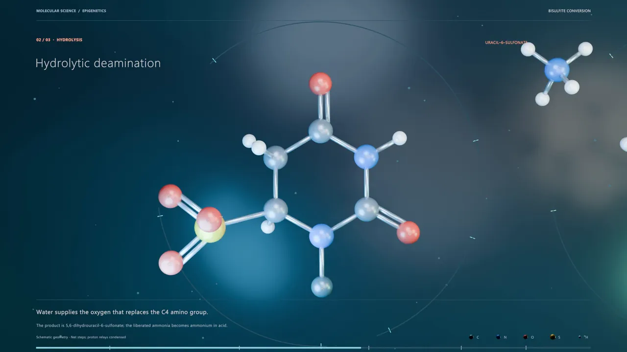 A cytosine ring with a sulfonate group during hydrolytic deamination