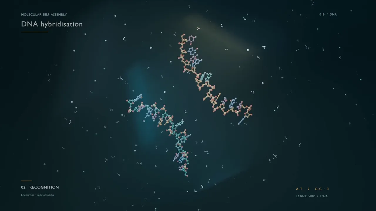 Two single DNA strands approaching each other before they pair