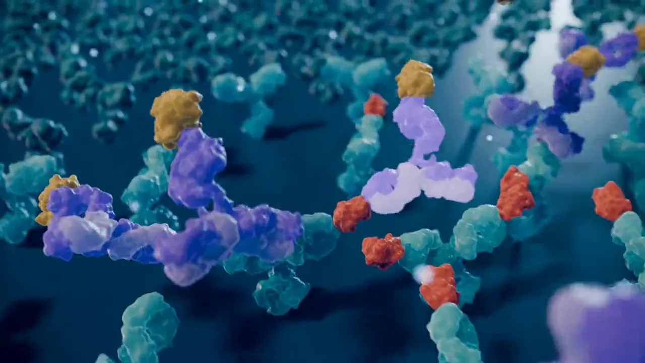 Antibodies and IL-6 proteins on the floor of a well, with detection antibodies binding on top
