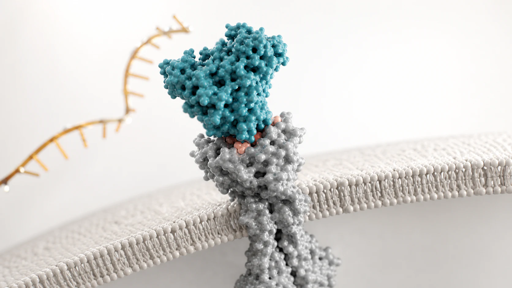 3D render of a protein binding a membrane receptor with an RNA strand behind it.