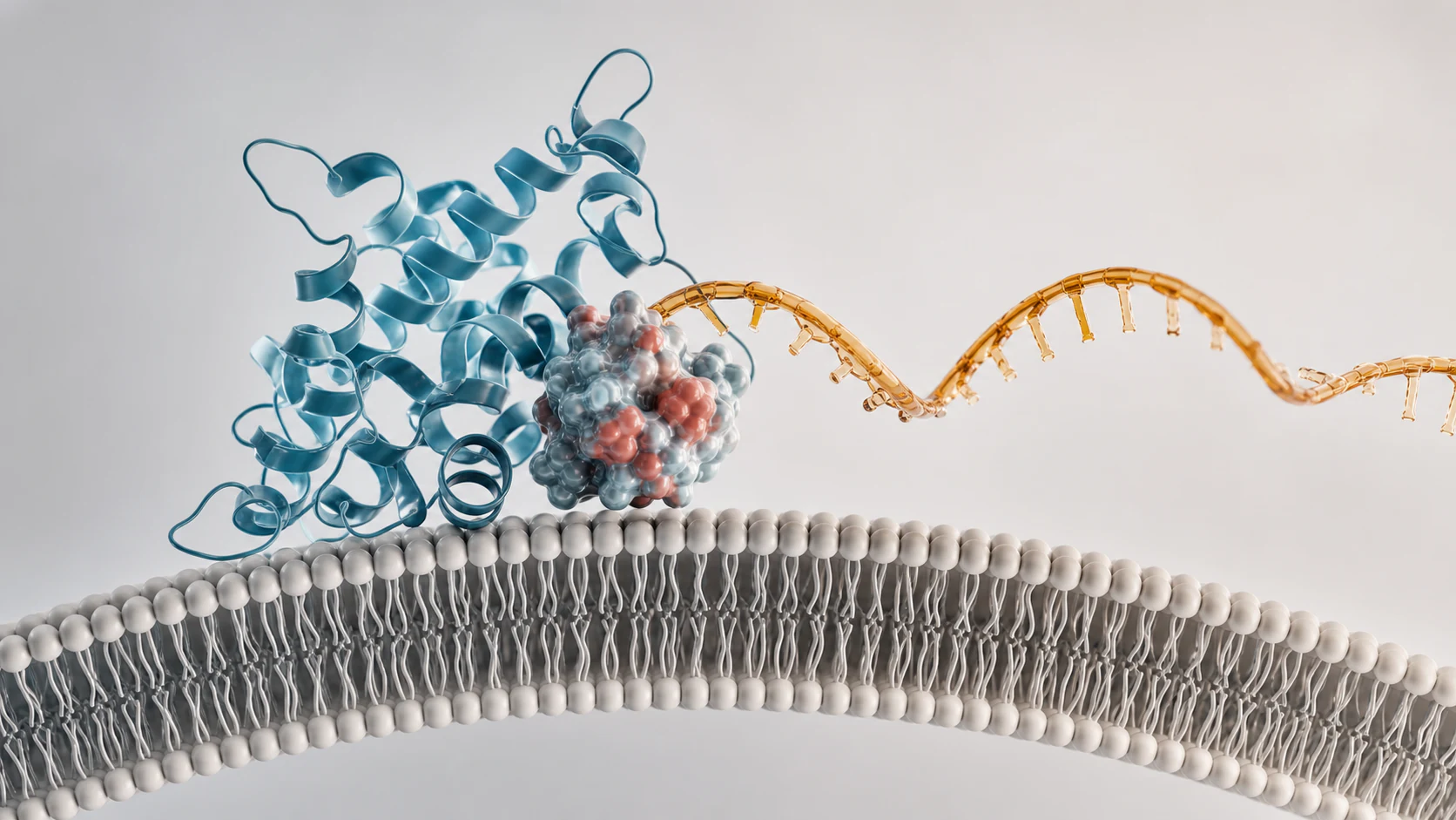 3D render of a membrane, protein ribbon, biomolecular surface and RNA strand arranged as a reusable visual system.