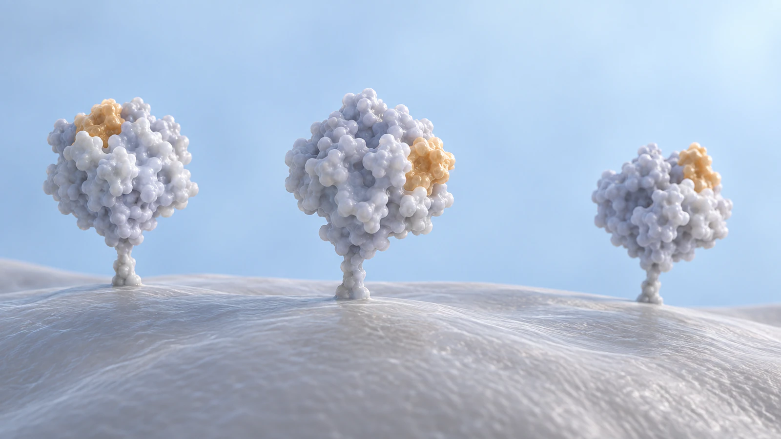 Three pearl protein antigens on short stalks rise from a pale membrane, with amber patches facing different directions.