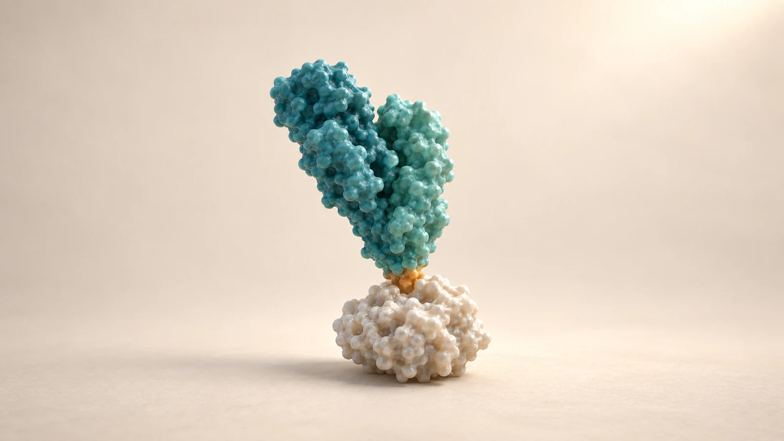 A teal isolated Fab fragment contacts a single pearl antigen at its lower tip against an ivory background.