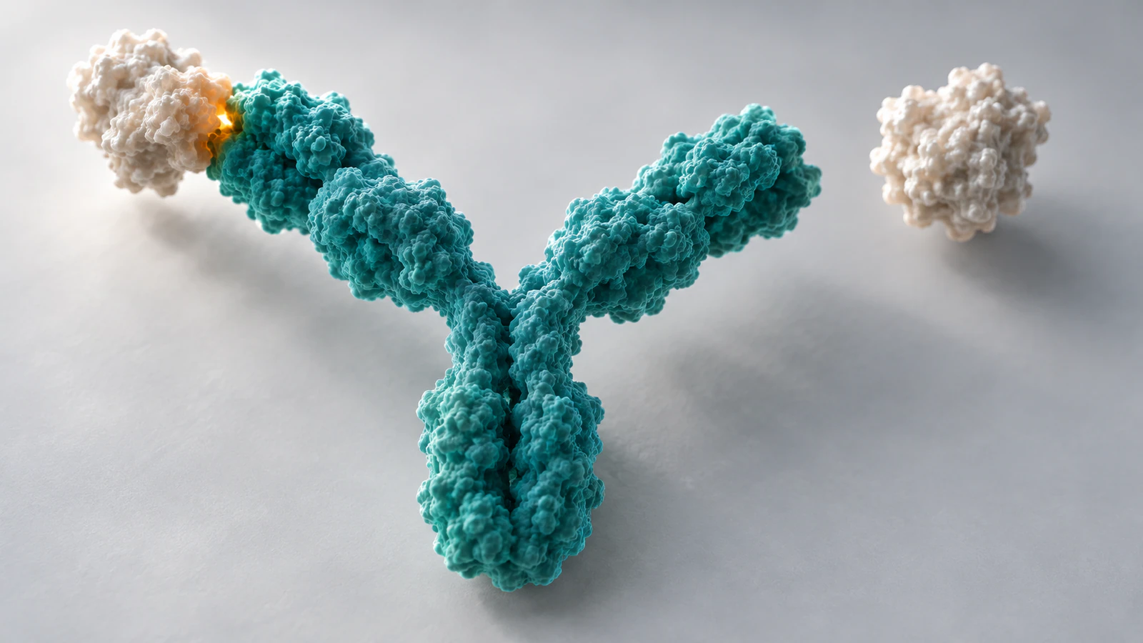 A complete teal IgG-like antibody contacts one pearl antigen with its left arm while its right tip remains separated from a second antigen.