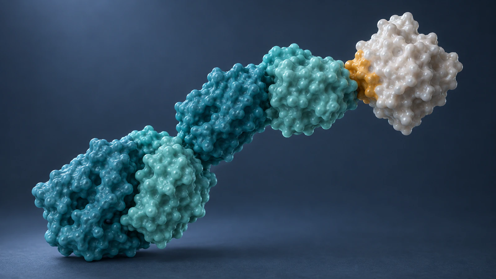 An isolated teal Fab fragment meets a pearl protein antigen at its distal tip, with a small amber contact region on a graphite background.