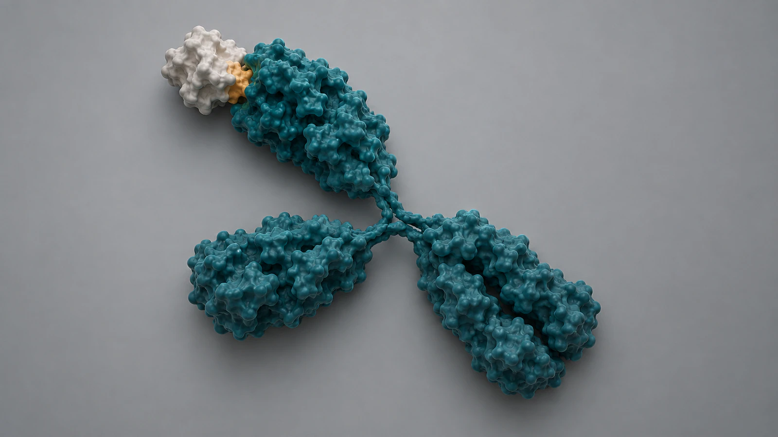 A top-down teal antibody illustration has a pearl antigen at one arm while the second arm and Fc stem remain free.