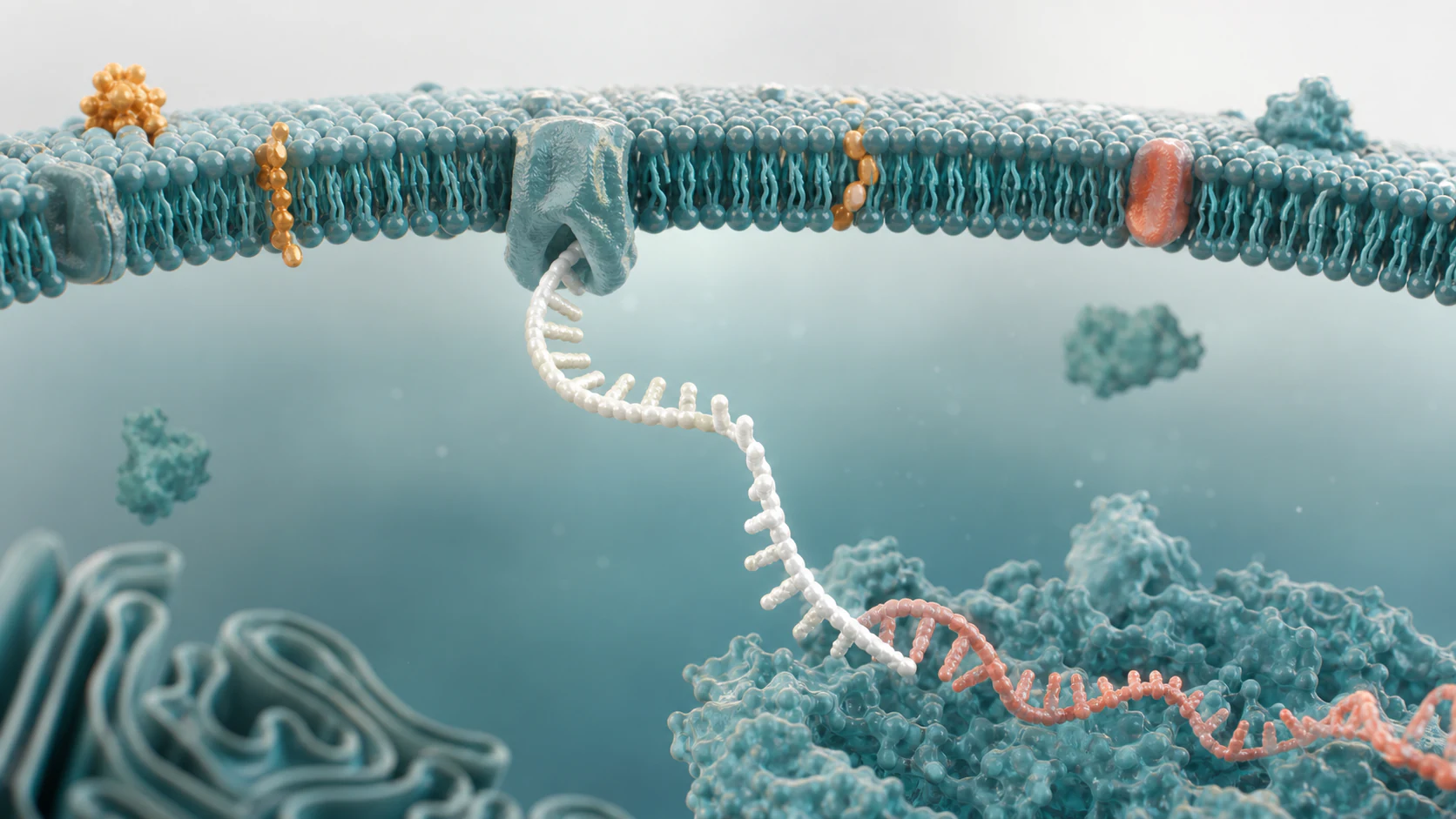 Premium 3D render of an antisense oligonucleotide entering a cellular membrane context toward a target RNA.