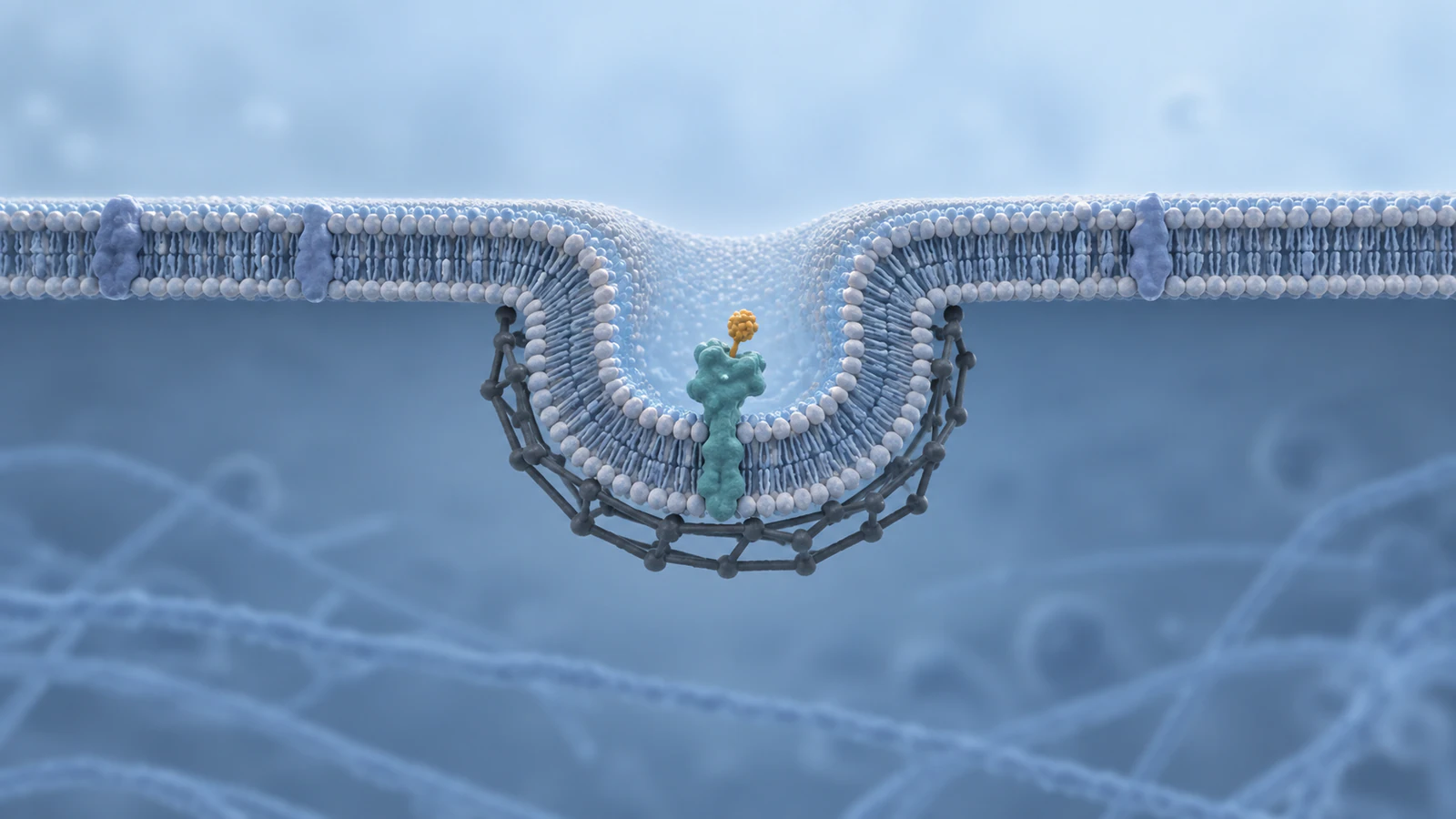 Wide side view of an inward plasma membrane pit with an open neck, bound cargo in the pocket and clathrin on the cytosolic underside.