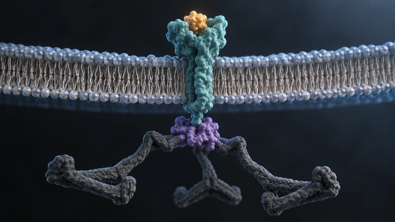 Cross-section of a teal cargo receptor spanning a lipid membrane, with amber ligand above and adaptor-linked clathrin below.