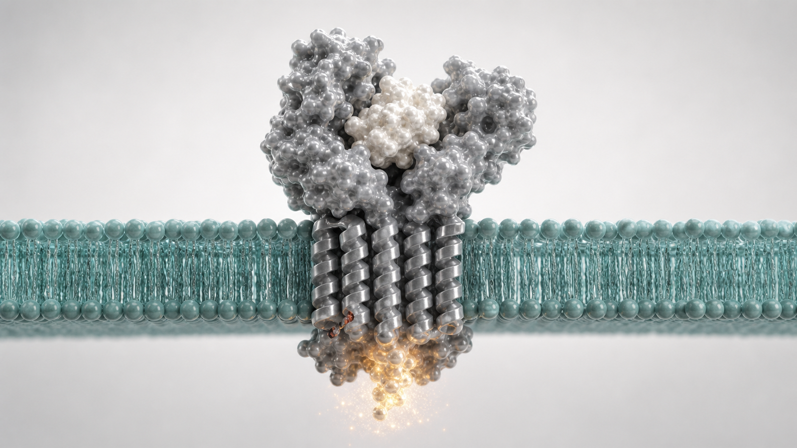 3D render of a membrane receptor protein binding a ligand with warm intracellular signal glow.