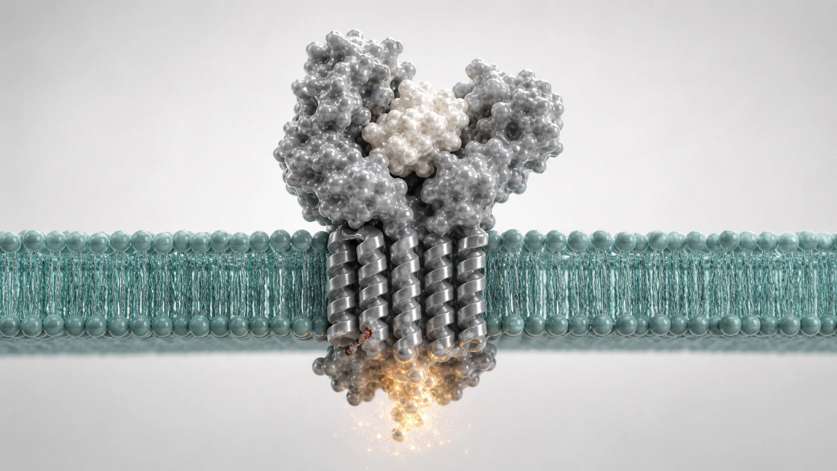 3D render of a membrane receptor protein binding a ligand with warm intracellular signal glow.