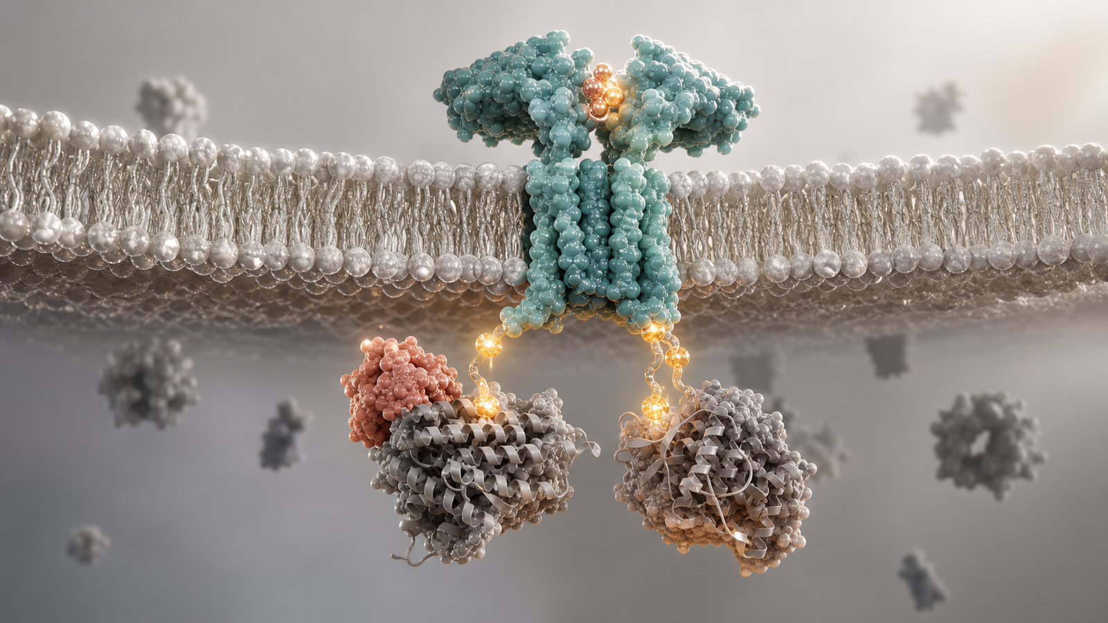 Wide 3D render of a membrane receptor and two downstream protein modules arranged as a clean reusable signaling visual system.