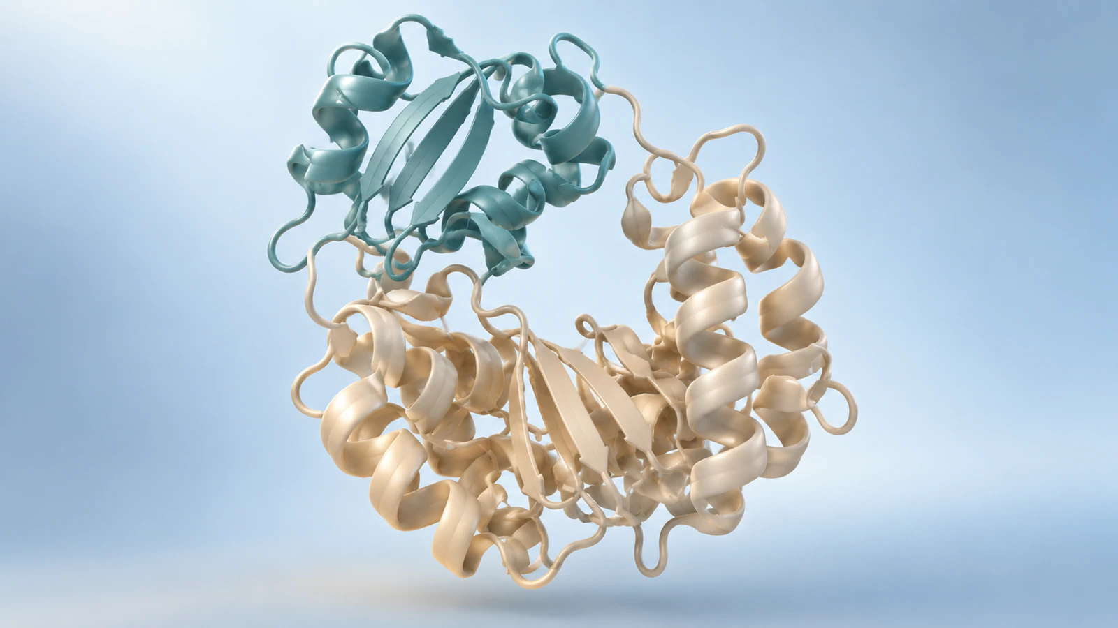 Conceptual protein ribbon with pearl core and teal upper region surrounding an open cleft