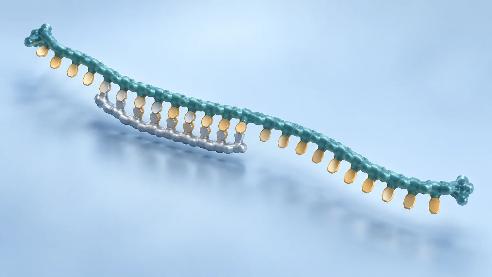 A curved teal template and short silver complementary strand form a diagonal paired region on pale blue.