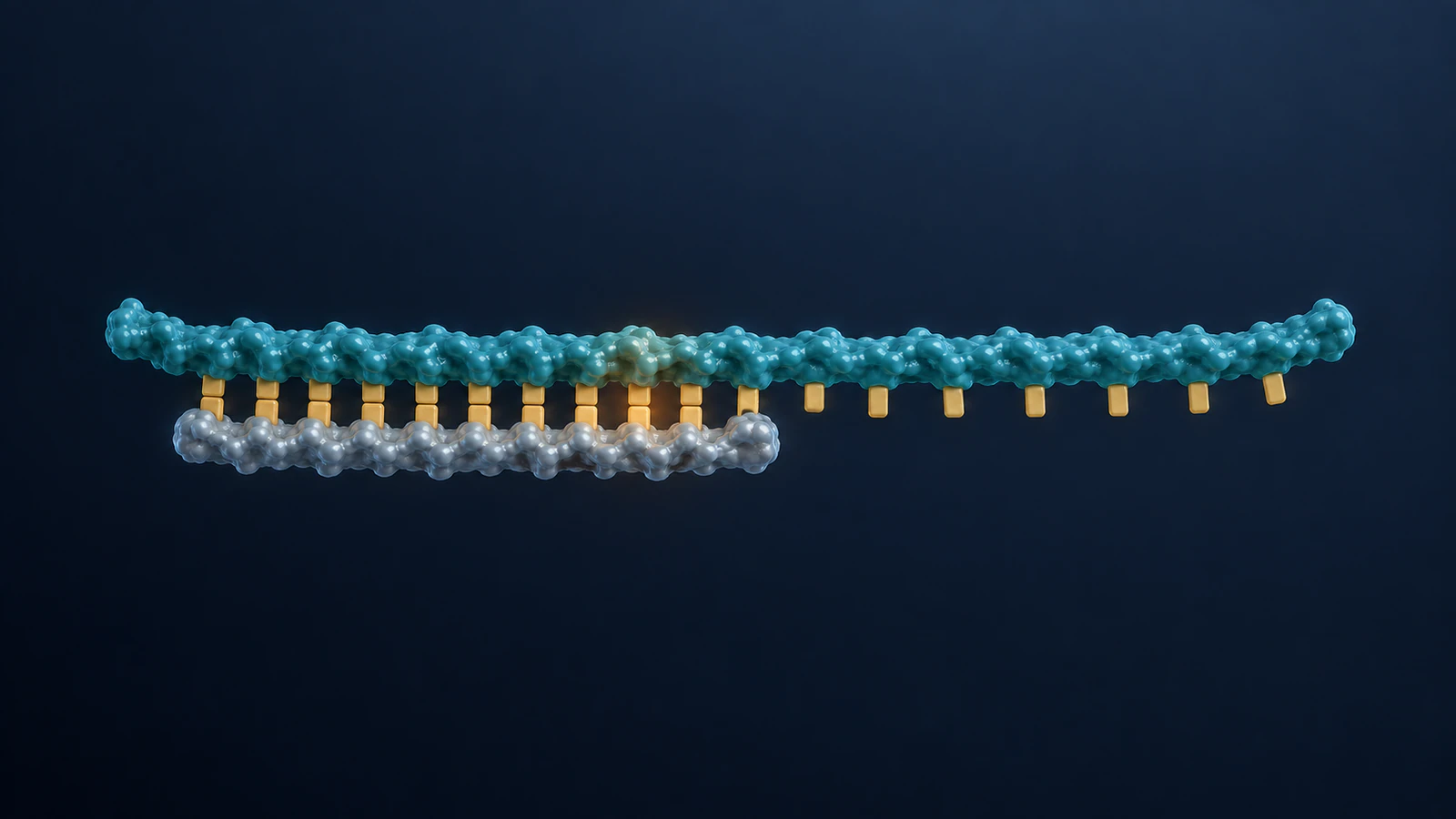 Short silver primer pairs with the left region of a longer teal template in a dark straightened DNA schematic.
