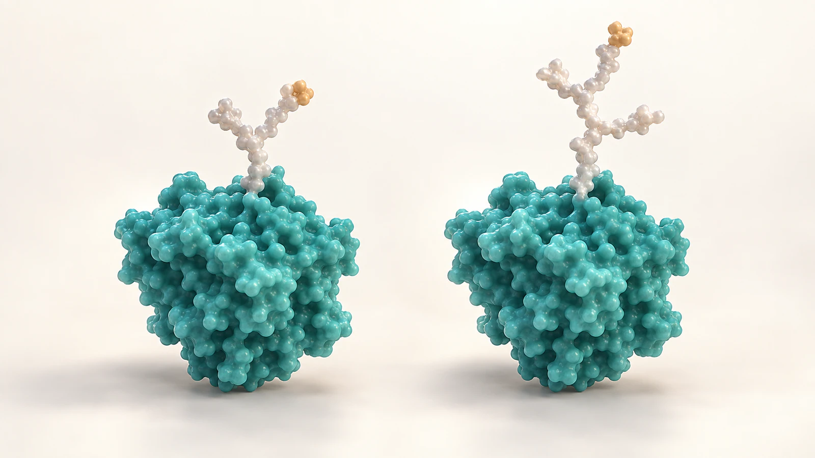 Two separate teal protein illustrations carry pearl carbohydrate branches of different lengths against a warm-white background.