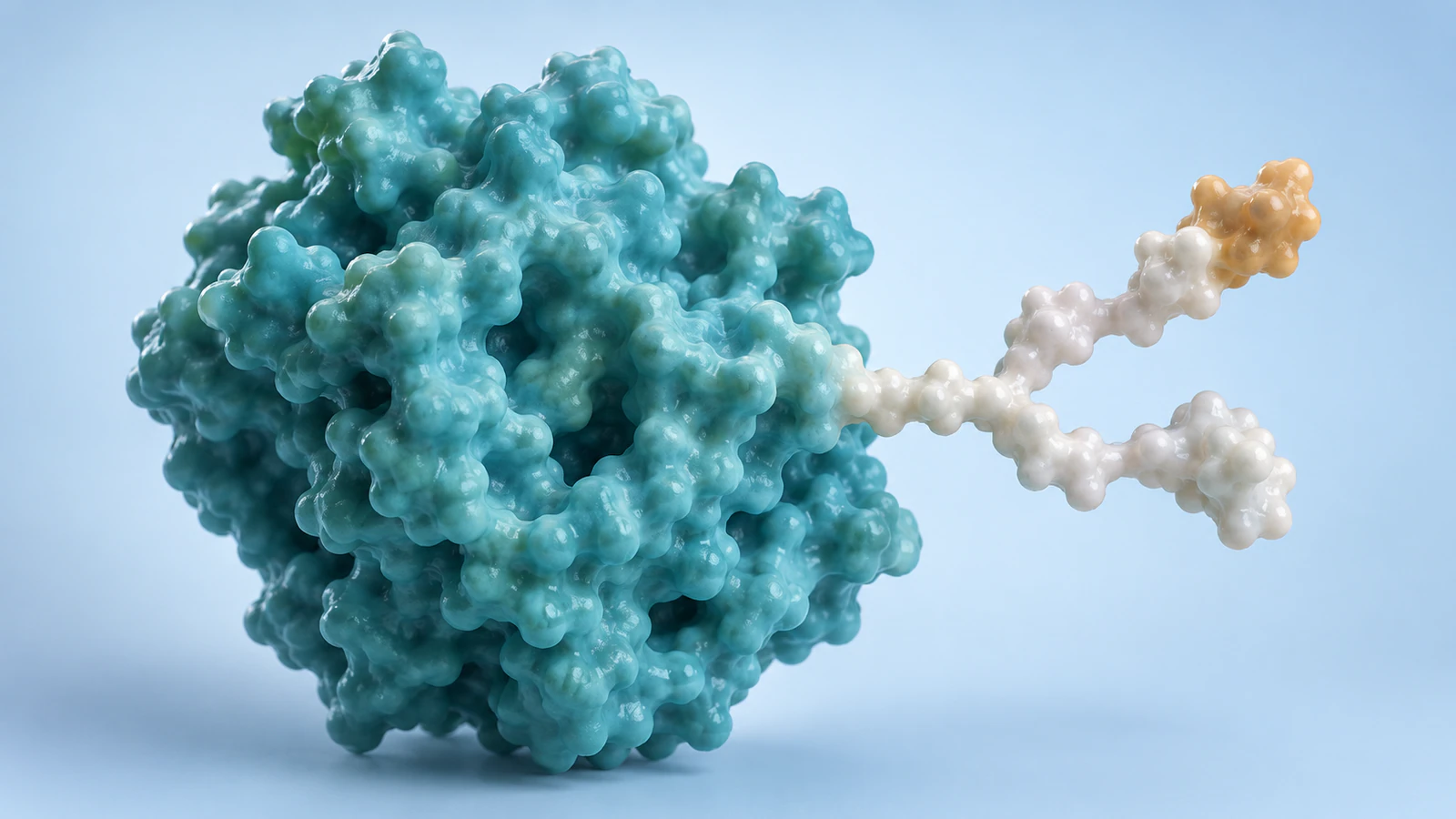 Pearl branched carbohydrate envelope connects to the side of a larger teal protein on a pale-blue background.