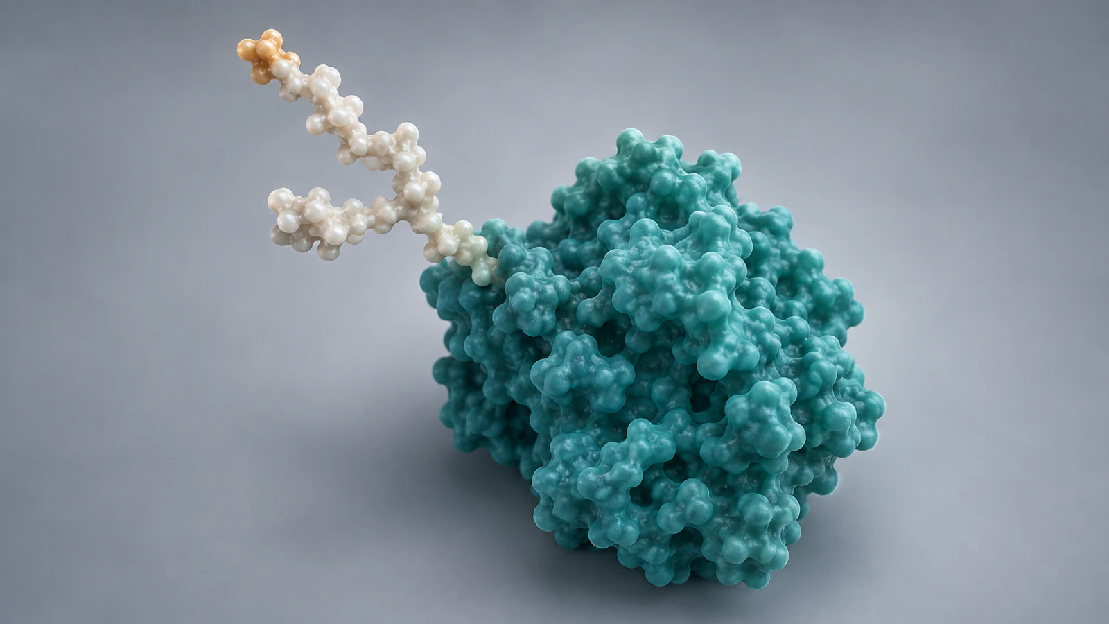 An oblique teal protein view separates a pearl branching carbohydrate silhouette from the protein body on gray.