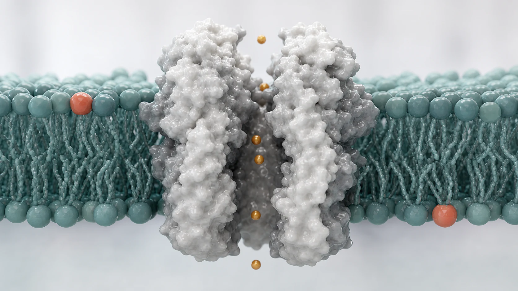 Wide 3D render of an ion channel protein open in a teal lipid bilayer with amber ions passing through.