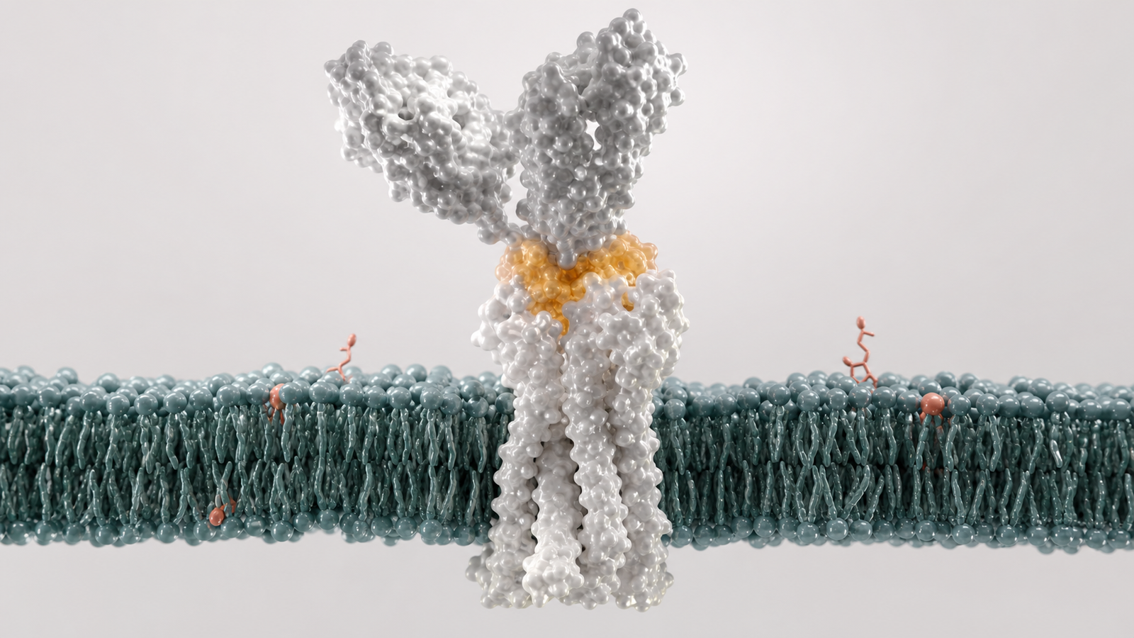 Wide 3D render of an antibody fragment bound to a membrane receptor epitope in a clean lipid bilayer.