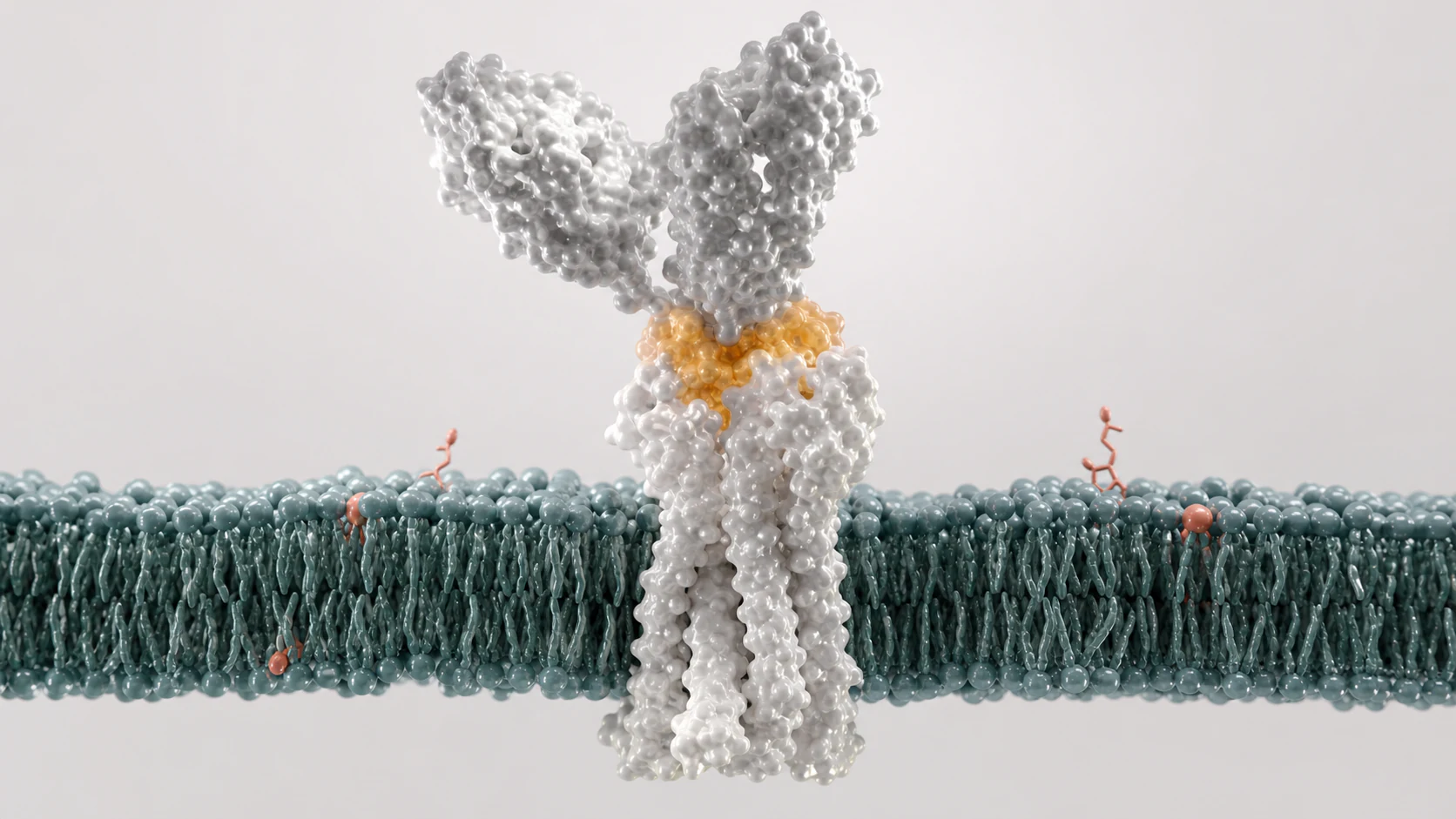 Wide 3D render of an antibody fragment bound to a membrane receptor epitope in a clean lipid bilayer.