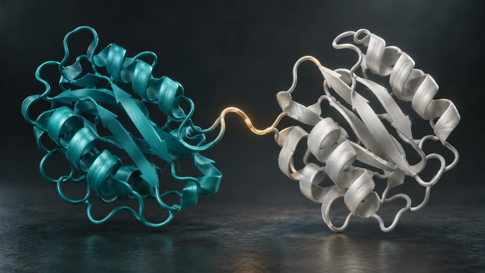 Conceptual teal and pearl folded protein domains connected by a flexible loop across an open cleft