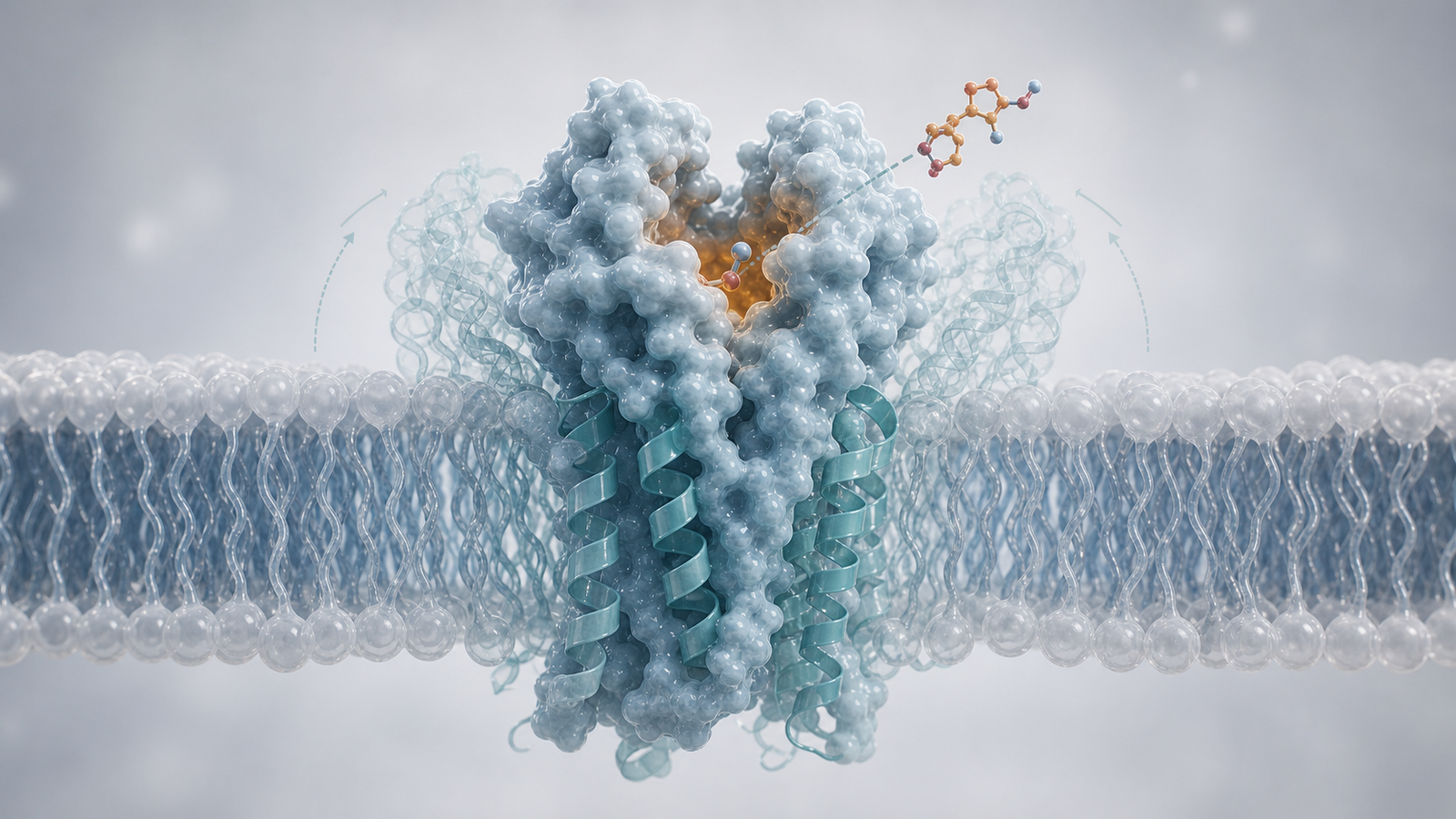 Wide 3D render of a membrane protein in a lipid bilayer with a ligand near the extracellular pocket.