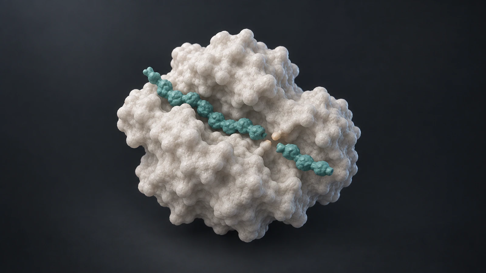 Two separated teal peptide traces sit in the exposed groove of a pearl protease against a graphite background.