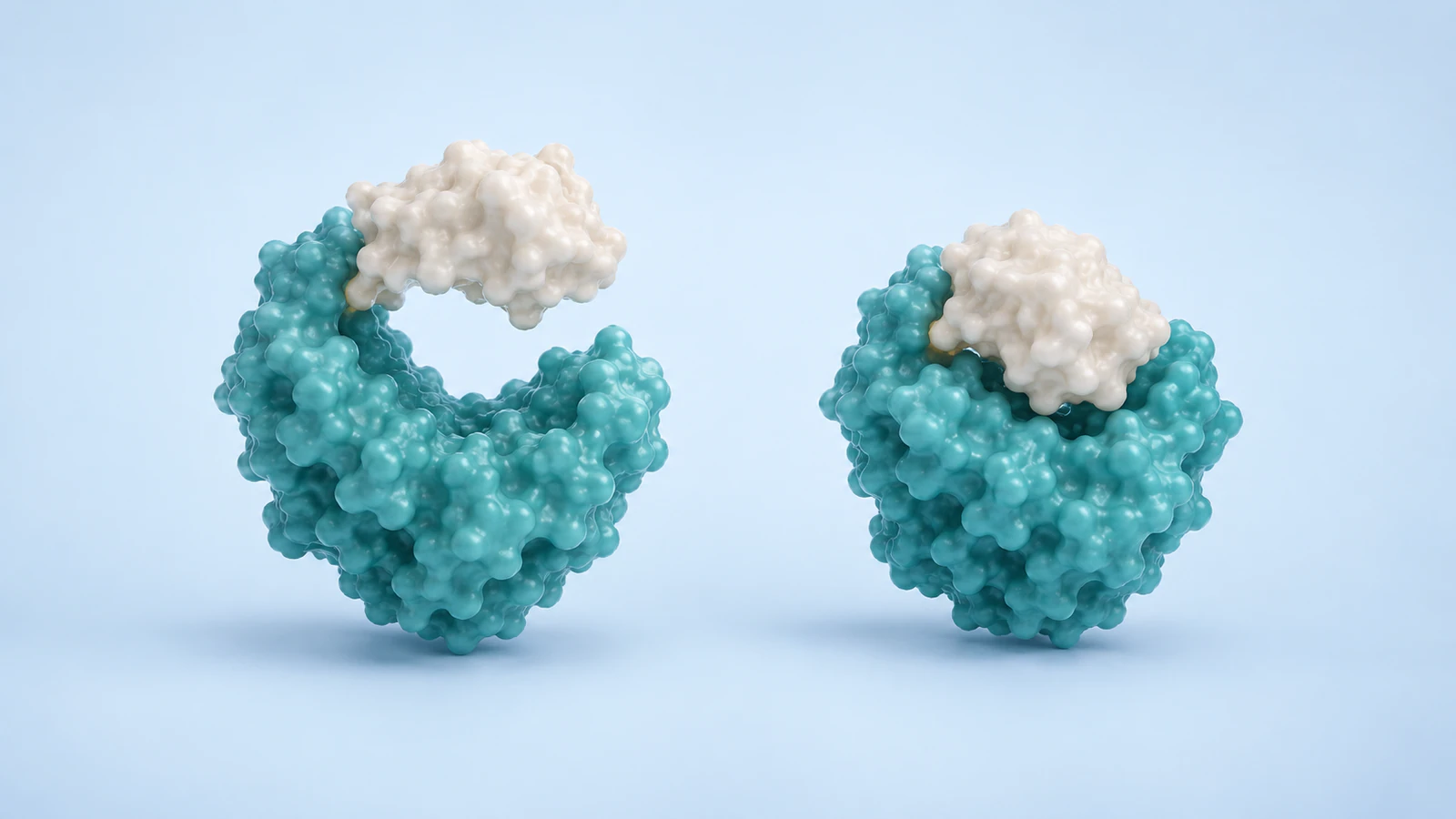 Two connected teal and pearl domain models have open and compact clefts in a pale-blue comparison view.