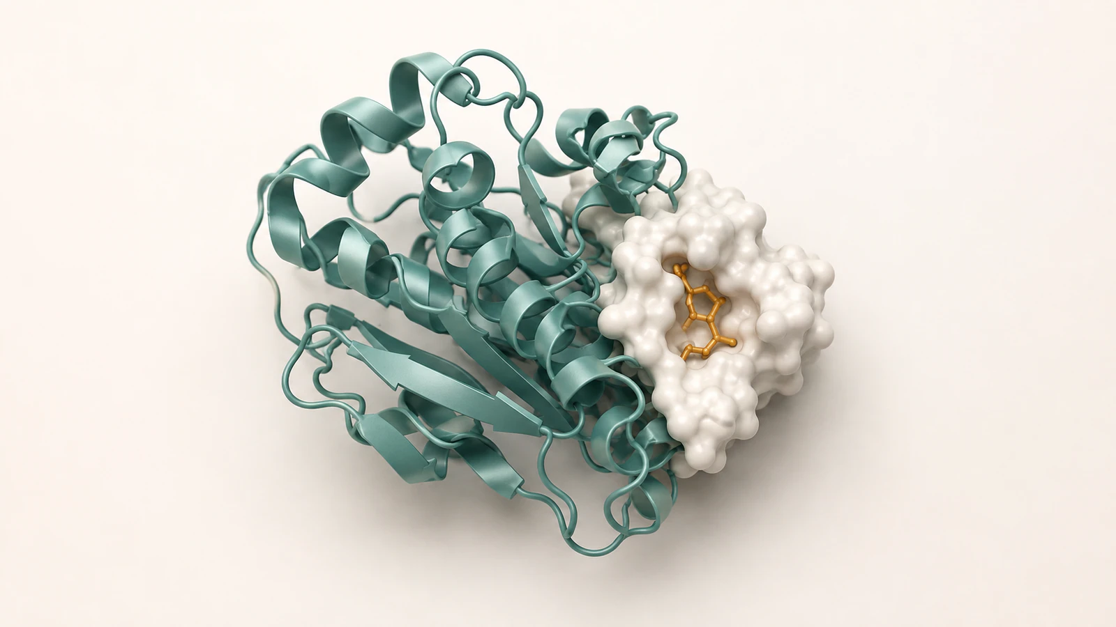 Conceptual teal protein ribbon with a local pearl surface patch around an amber ligand