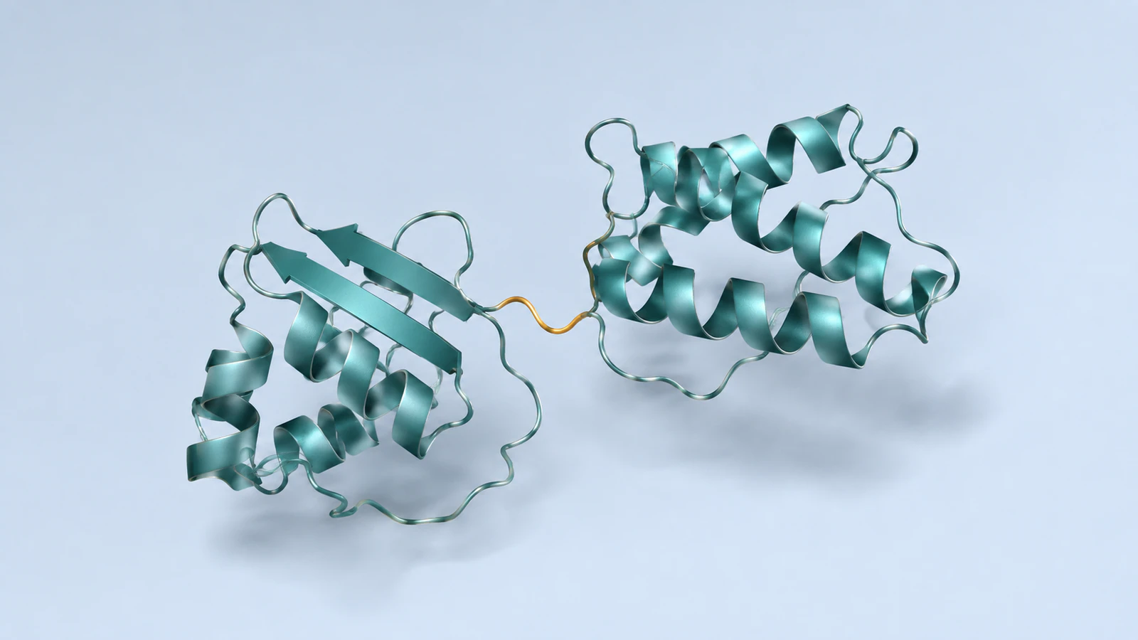 Conceptual two-domain protein ribbon with a short amber connecting loop serving as a visual landmark