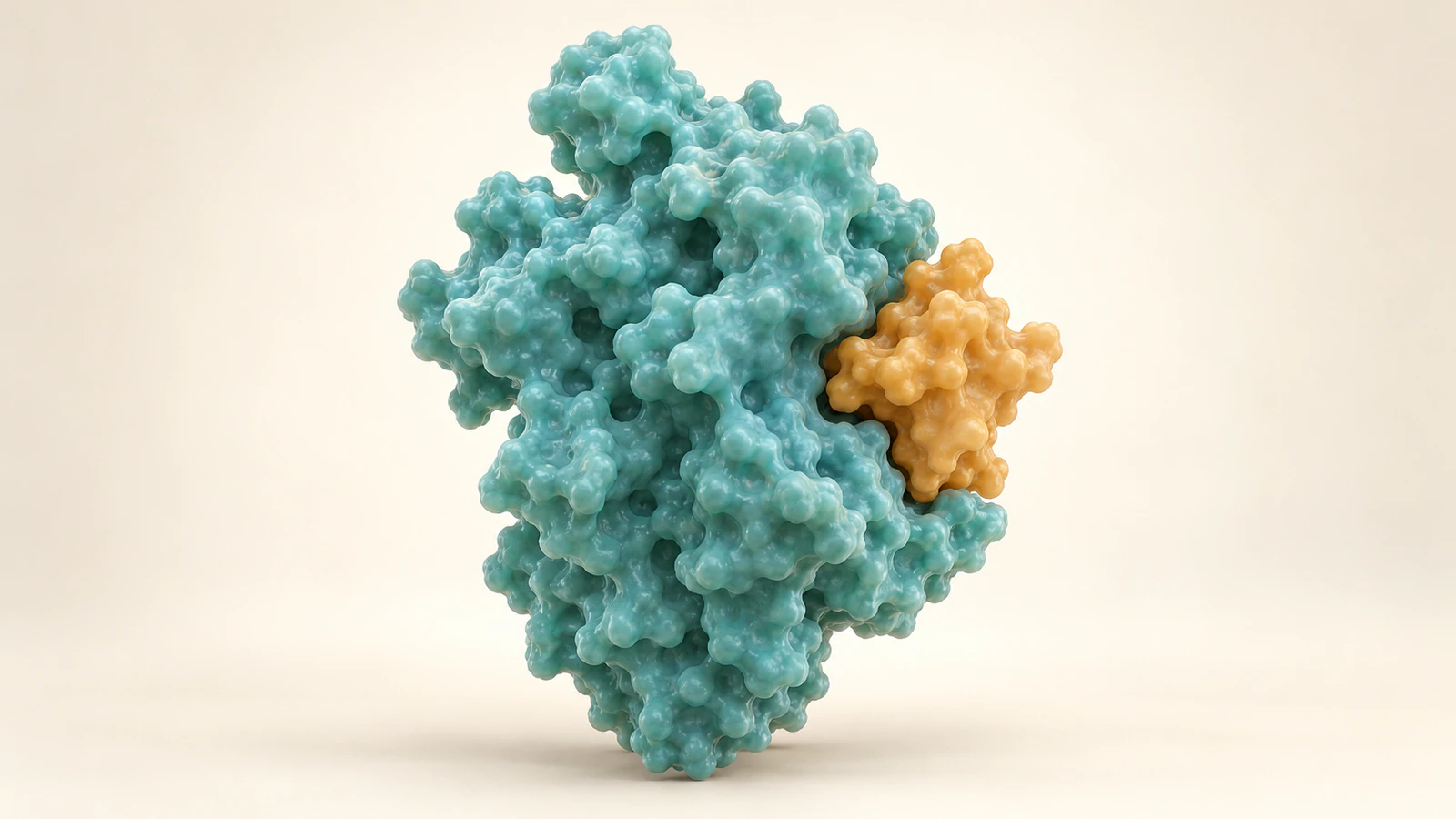 Conceptual teal receptor domain with a smaller amber ligand contacting its exterior binding cleft