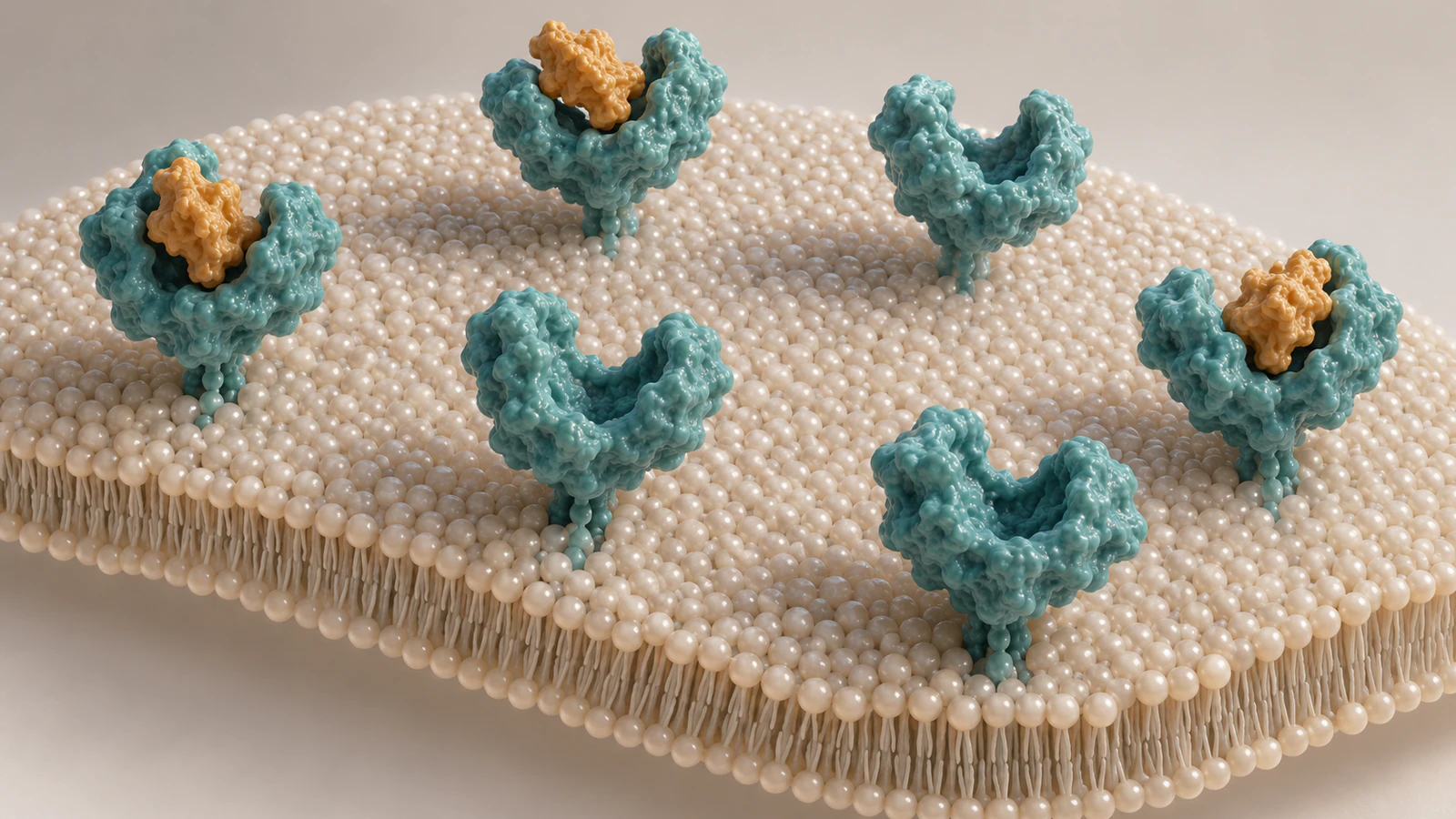 Six conceptual receptors on a membrane patch, three with amber ligands and three with empty binding clefts