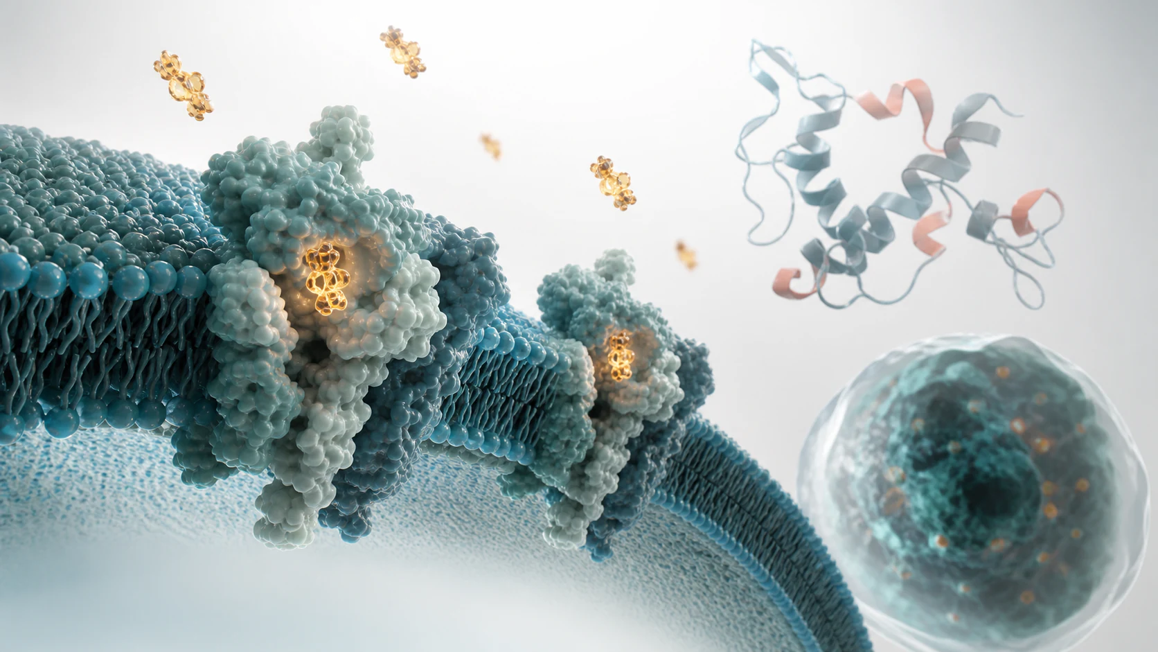 Premium 3D render of receptor-bound tracer molecules with biomolecular assay context.