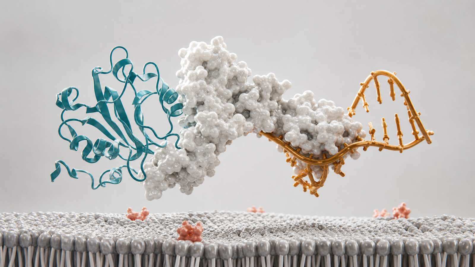 Wide 3D scientific render of a central protein and RNA platform subject above a clean cell membrane.