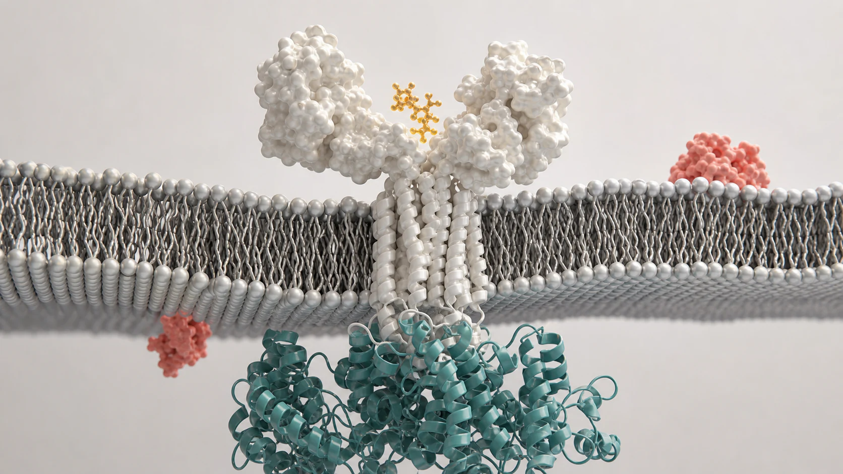 Wide 3D render of a membrane receptor with teal protein ribbons and restrained amber molecular detail.