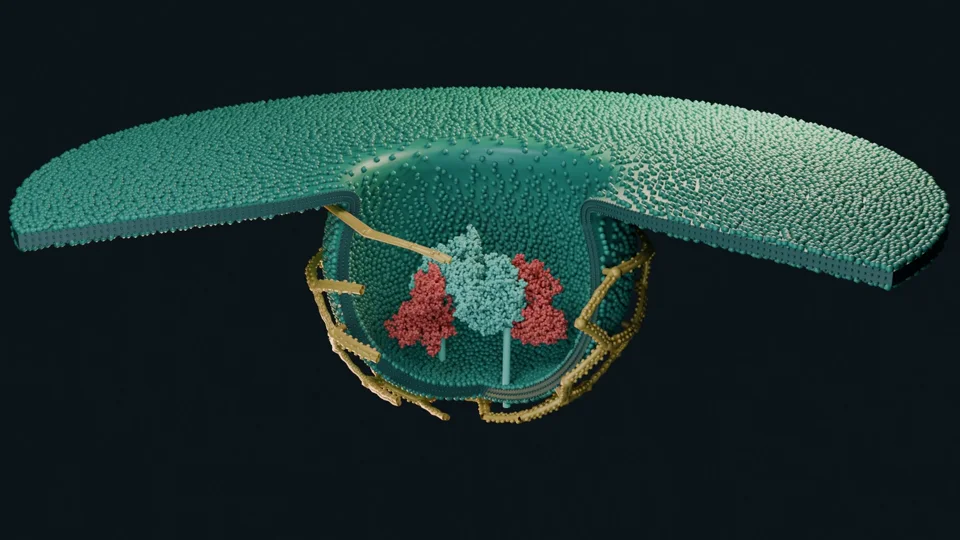 Endocytosis scene ready for a video or still render